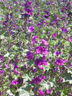 mauve