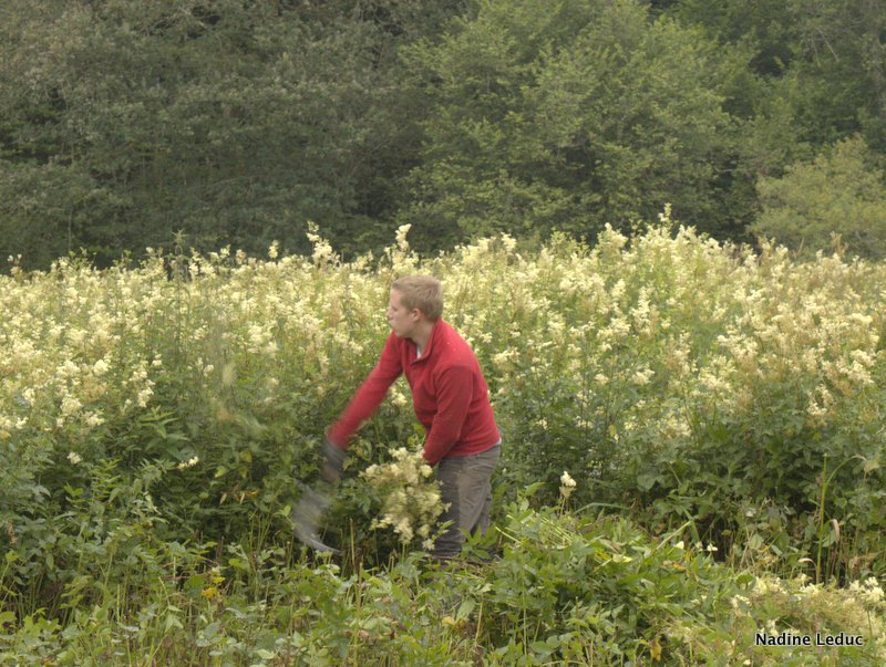 site de cueillette de reine des prés